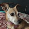 Patricia Phillips🐶🌏☮🎶🎭's profile picture