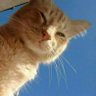 猫和故巷 profil fotoğrafı