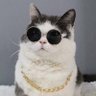 Toki's profile picture