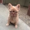 OneLove Frenchies's profile picture