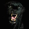 الناب الأسود's profile picture