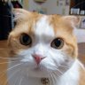 Profilbild von シャモン