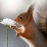 Squirrel Nutkin profil fotoğrafı