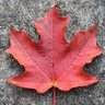 Фото профиля SuzyQ🇨🇦🍁🇨🇦