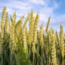 Фото профиля A Wheat Kernel