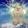 Фото профиля Cat Powered ⚡🐈