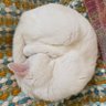 Profilbild von ねここあ📦