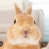 usapom's profile picture