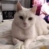 Tanguy21998144🇨🇵⚜️🇨🇵✝️🇮🇱🕯️🎗️ 的头像