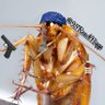 Фото профиля roachniqqa