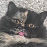 Profilbild von Negative Nelly