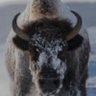 Bubbahide's profile picture