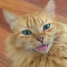 Profilbild von MyCat