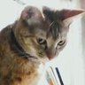 ミズチ's profile picture