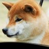 犬's profile picture