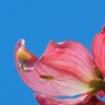 colocolococolo profil fotoğrafı