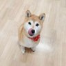 Profilbild von シュークリーム