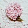 san's profile picture