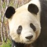 Profilbild von アビっ子