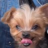 Blurpbgone's profile picture