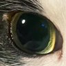 あんにゃん🐱 profil fotoğrafı