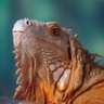 jambon's profile picture