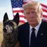Malinois159's profile picture