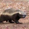 Valkyriethehoneybadger 的头像