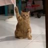 Adolf Kittler profil fotoğrafı