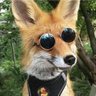 Profilbild von Guga Rasec