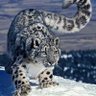 Profilbild von Lynx 山貓