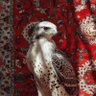 ﮼منيره﮼العنزي𓃵 的头像