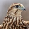 الصقر الادهم profil fotoğrafı