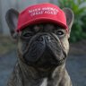 Tuktanuk's profile picture