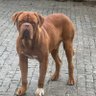 brunoleite profil fotoğrafı