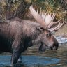 Profilbild von Moose Time