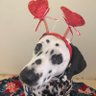 MollyDog26 profil fotoğrafı