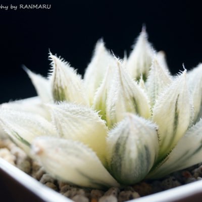 sakakkykazu's profile picture