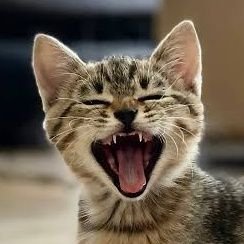 ratunayl's profile picture