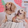 🐶ほんわか姉妹🐶 的头像
