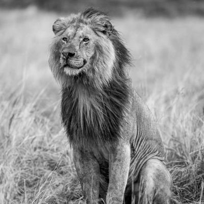 LION LOVERS's profile picture
