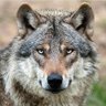 Happy Wolf ๐บ๐ธโ๏ธ๐๐ถ ็ๅคดๅ