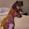 AvidChiweenie17 的头像