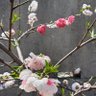 菊田 春子 profil fotoğrafı