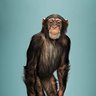 monkeykong's profile picture