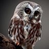 Фото профиля HaimMoon