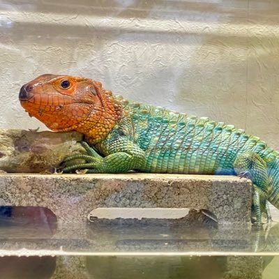 sato_piranha's profile picture