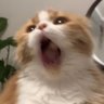 からすみちゃん profil fotoğrafı