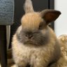 Фото профиля うさぎのポパイ