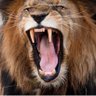 Him🦁 的头像